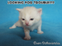 Looking for trouble?